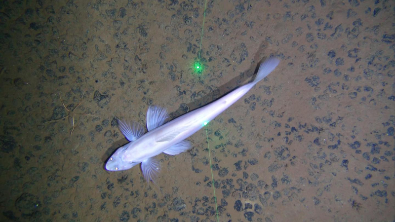 The fish Bathysaurus mollis and a brittle star seen in a manganese nodule bed in the Clarion Clipperton Zone. Image: Diva Amon and Craig Smith, University of Hawai’i at Mānoa